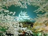 Night View of Osaka Castle & Cherry Blossoms, Japan
