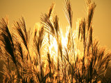 Japanese Pampas Grass