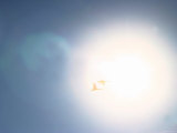 Swans and the Sun