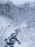 Mountain Stream in Snow