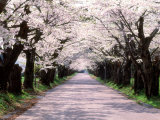 Row of Cherry Trees