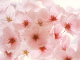 Cherry Blossoms