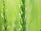 Buy Wheat Flowers at AllPosters.com