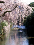 Cherry Blossoms and a River