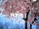 Weeping Cherry Tree