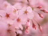 Cherry Blossoms