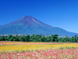 Cosmos Fields & Mt. Fuji, Oshino, Yamanashi, Japan