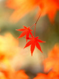 Maple Leaves