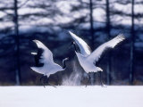 A Pair of Cranes Dancing, Tsurui Village, Hokkaido, Japan