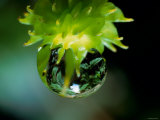 Buy Waterdrops at AllPosters.com