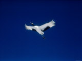A Crane Flying in the Blue Sky, Tsurui Village, Feburary, Hokkaido, Japan