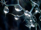 Buy Waterdrops at AllPosters.com