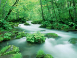Stream in the Forest