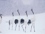 Cranes in the Tsurui Bird Sanctuary, Hokkaido, Japan