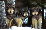 Wolves