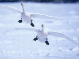 A Pair of Whooper Swans, Hokkaido, Japan