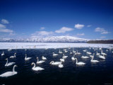 Whooper Swans, Lake Kussharo, Hokkaido, Japan