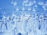 Whooper Swans, Hokkaido, Japan