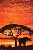 African Sunset