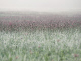 Wild Thistle