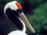 A Crane, Close-Up, Japan