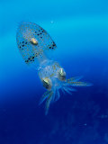 Buy Baby Squid at AllPosters.com