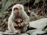 Japanese Monkey and Her Baby