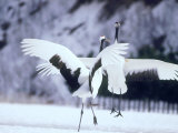 A Pair of Cranes, Hokkaido, Japan