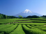 Mt. Fuji and Tea Garden, Fuji City, Shizuoka, Japan