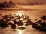 Whooper Swans, Tokachi River, Hokkaido, Japan