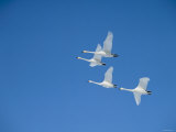 Swans