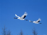 Cranes Flying in the Blue Sky, Hokkaido, Japan