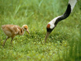 Red-Crowned Cranes