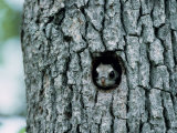 Flying Squirrel