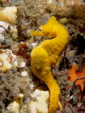 Seahorse