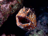 Buy Moray at AllPosters.com