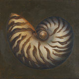 Buy Seashell II at AllPosters.com