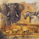 Safari II