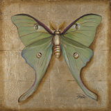 Luna Moth