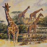 Safari III
