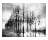 Buy Trees in Normandy at AllPosters.com