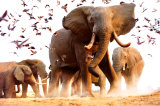 Elephant Herd
