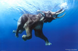 Elephant Swimming