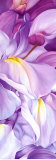 Wisteria I