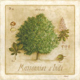 Buy Marronnier d'Inde at AllPosters.com