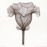 Silhouette I