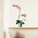 Orchids
