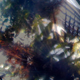 Vegetaux IV