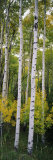 Rocky Mountain Aspen Forest