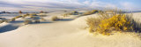 Buy Desert Plants in White Sands National Monument, New Mexico, USA at AllPosters.com